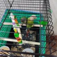 گرینچیک|پرنده|قم, آزادگان|دیوار