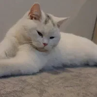 جفت سازی
