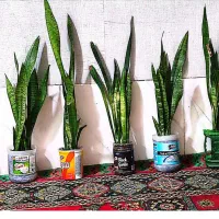 گل سانسوریا‌ زیبا و قشنگ