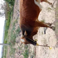 گاو زاییده با گوساله با ۱۰کیلوشیر در روز