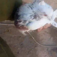 تهرانی نر|پرنده|شیروان (خراسان), |دیوار