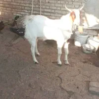 بز افغانی نر