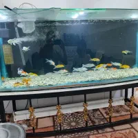 اکواریوم فروشی