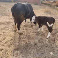 گاو با گوساله