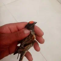 گلبسر قناری پرنده خوب|پرنده|شیراز, شهدای شهرک سعدی|دیوار