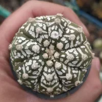 کاکتوس و هاورتیا خاص