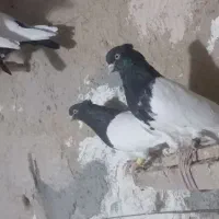 کبوتر پااک