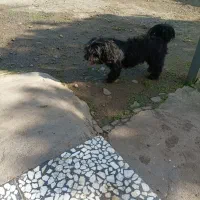 سگ پا کوتاه نر