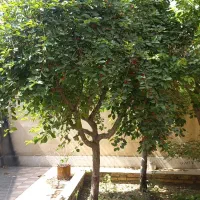 فروش مغازه تجاری کارگاهی /بلوار کاوه/120 متری|فروش مغازه و غرفه|گلبهار, شهر جدید گلبهار|دیوار