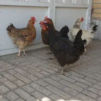 مرغ