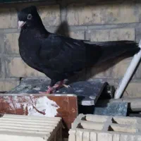 کبوتر قشنگ و ذات دار|پرنده|طسوج, |دیوار