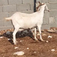 فروش بز و پازن در جم|حیوانات مزرعه|جم, |دیوار