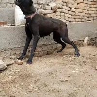 ماده آدمی شدید