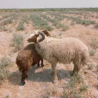 قوچ