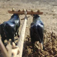 دکوری جفت گا|مجسمه، تندیس، ماکت|لردگان, |دیوار