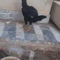 معاوضه مرغ لاری با قناری مست|پرنده|نهاوند, |دیوار