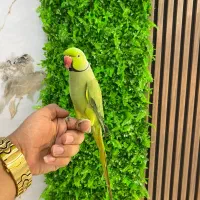 طوطی ملنگو کاسکو کاکادو