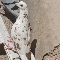 باخت