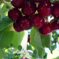 گیلاس درجه یک تک دانه