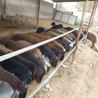 بره پرواری پای پروار