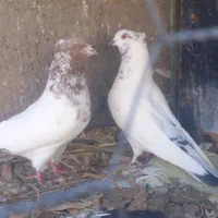 ی جفت حیون دهن خور همچی تمام