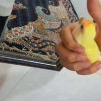 یک عدد طوطی برزیلی|پرنده|امیدیه, |دیوار