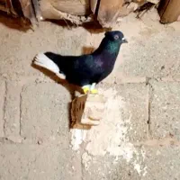 کبوتر نر اشعل|پرنده|اهواز, دغاغله|دیوار