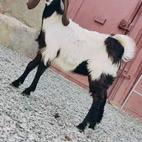 یک کهره نرمری