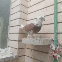 کبوترپرشی تهرونی|پرنده|اصفهان, ارغوانیه|دیوار