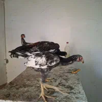 لاری دو ماه نیم نژدا افغان