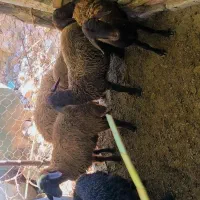 بره گوسفند بزرگ|حیوانات مزرعه|فراغی, |دیوار