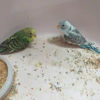 مرغ عشق جوان