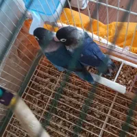 فروش پرنده با قفس