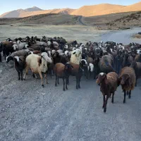 بره ماده شیشک