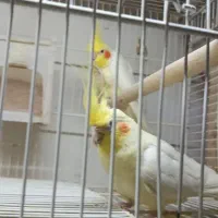 جفت عروسی هلندی|پرنده|محمدشهر, جعفرآباد|دیوار