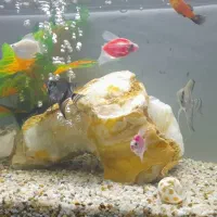 آکواریوم شیشه خم