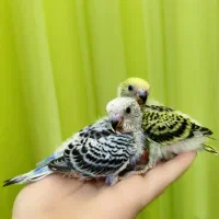 جوجه مرغ عشق دستی و بازیگوش