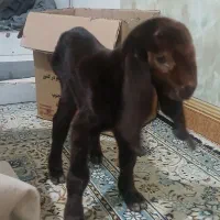 کهره شیرخوار