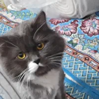 گربه اسکاتیش هایلند اماده جفت گیری|گربه|محمدیه-قزوین, |دیوار