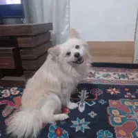 سگ نر پامرین فروشی