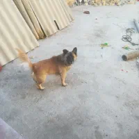 فروش سگ پاپی بازیگوش وتربیت شده