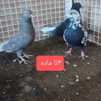 موشی نقره ای شهری بهبونی|پرنده|شیراز, عادل آباد|دیوار