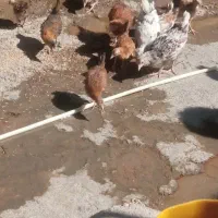 جوجه محلی