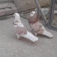 کبوتر جفت زیبا و پرشی