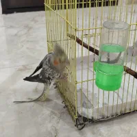 عروس هلندی نر و ماده|پرنده|لنگرود, |دیوار