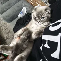 گربه اسکاتیش فولد با وسایل و دو دوز واکسن خورده