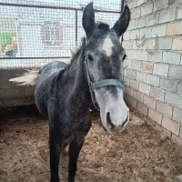 مادیون جوان|حیوانات مزرعه|اندیمشک, |دیوار