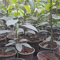 تولیدوفروش انواع نهال آووکادو پیوندی|خدمات باغبانی و درختکاری|سلمانشهر, |دیوار