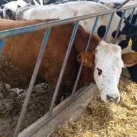 ۲۵ راس گاو تولید بالا