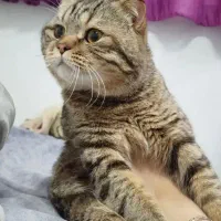 گربه اسکاتیش جفتگیری